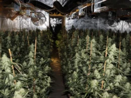 auto kanabisis1770481186