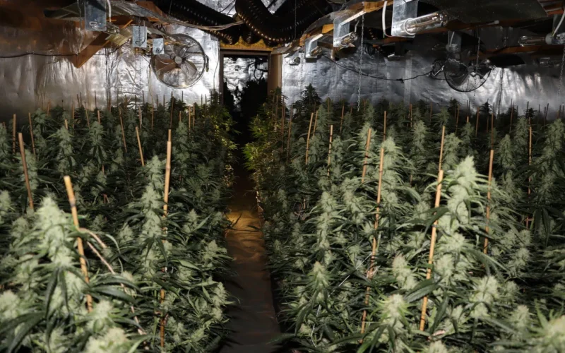 auto kanabisis1770481186