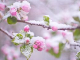 850x600 IMG 47071774540878