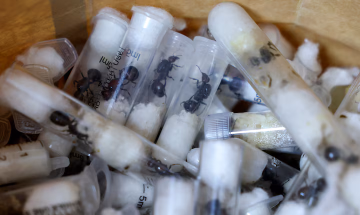 auto MILINGONA1773326993