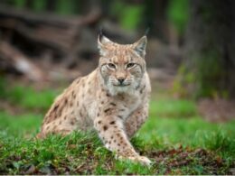 auto Screenshot 31773819378