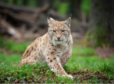 auto Screenshot 31773819378