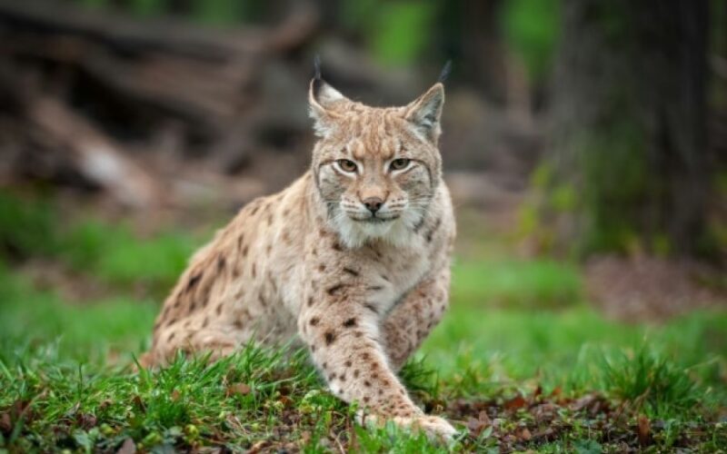 auto Screenshot 31773819378