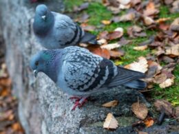 auto Screenshot 41774191371