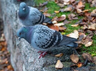 auto Screenshot 41774191371