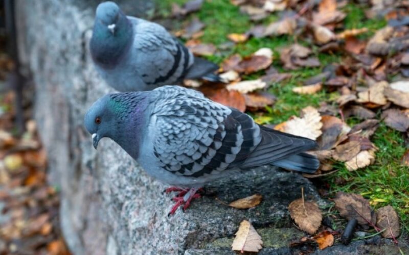 auto Screenshot 41774191371