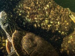 auto aweafgsgsrgsdg 11773497537