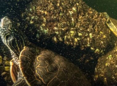 auto aweafgsgsrgsdg 11773497537