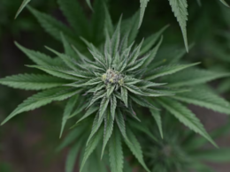 auto kanabis1773684077