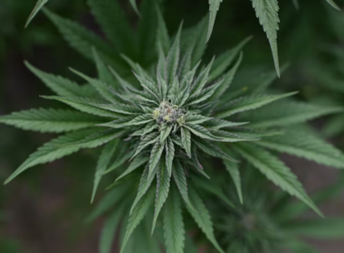 auto kanabis1773684077