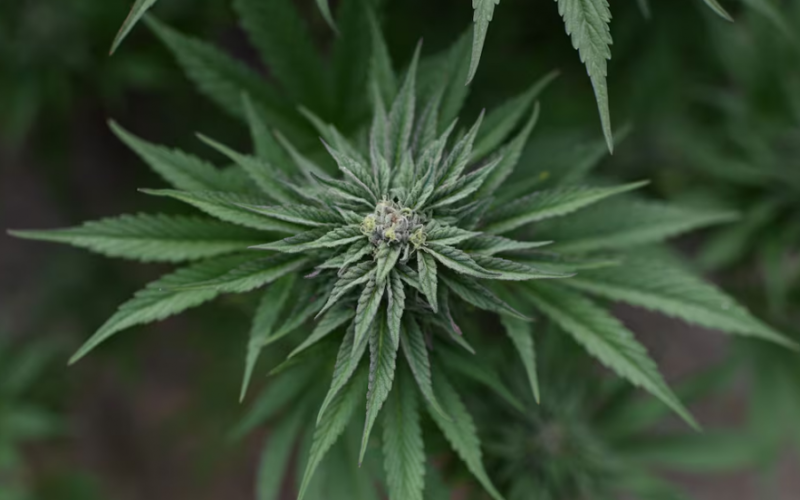 auto kanabis1773684077