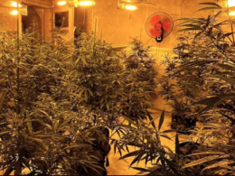 auto plantacion1772786247