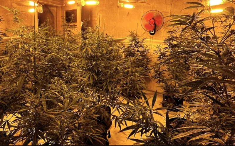 auto plantacion1772786247