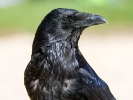 auto shutterstock 2608467103 750x5001774422996 1