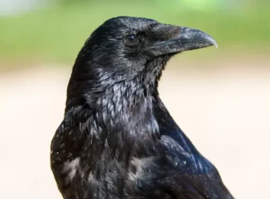 auto shutterstock 2608467103 750x5001774422996 1