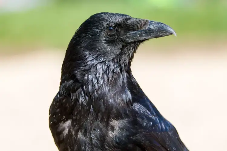 auto shutterstock 2608467103 750x5001774422996 1