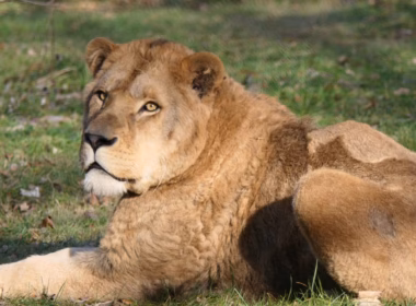 auto 1772601641380loewe erion auffangstation massweiler 100 v 16x92dL 6c42aff4e68b43c7868c3240d3ebfa29867457da1775067371