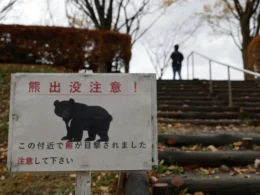 auto 1777311075xjapan bear 7231777313874
