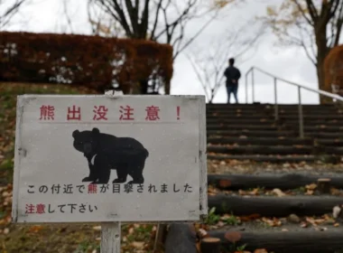 auto 1777311075xjapan bear 7231777313874