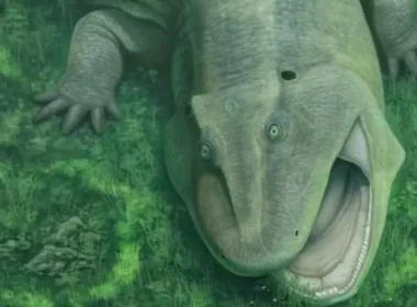 auto SALAMANDRA1775803044