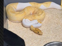 auto Screenshot 331776544896