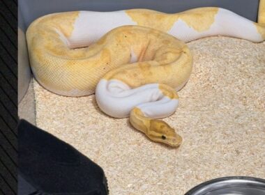 auto Screenshot 331776544896