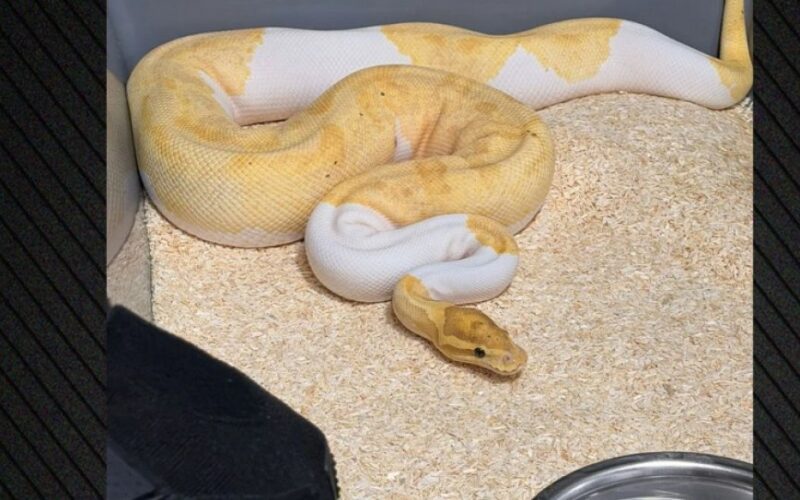 auto Screenshot 331776544896